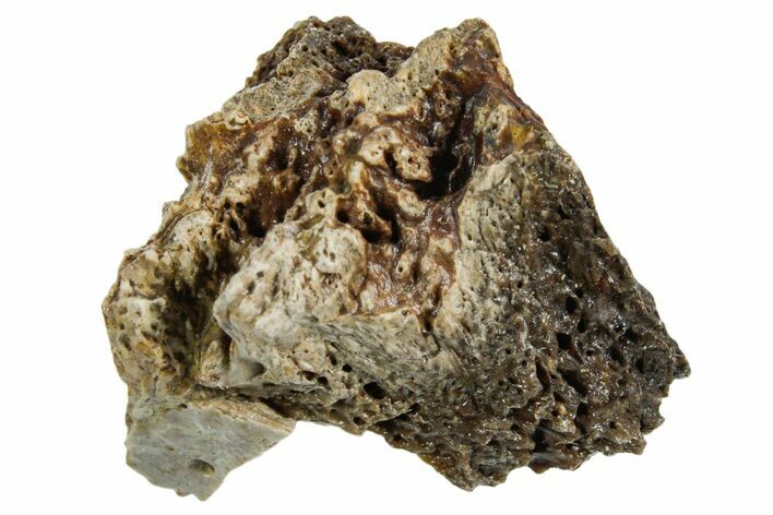 Fossil Tyrannosaur (T rex) Bone Section - Wyoming #352918